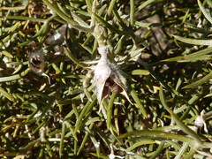 Anarthrophyllum rigidum