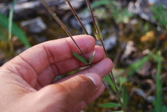 Silene involucrata