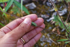 Silene involucrata