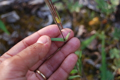 Silene involucrata