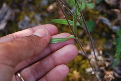 Silene involucrata