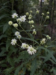 Verbesina walteri