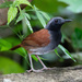 White-bellied Antbird - Photo (c) Gordon Karre, some rights reserved (CC BY-NC), uploaded by Gordon Karre