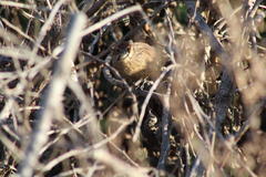 Sphenoeacus afer afer