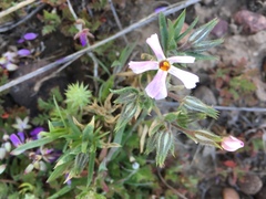 Phlox longifolia