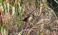 Sphenoeacus afer afer