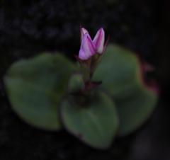 Disa rosea