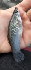 Poecilia caucana