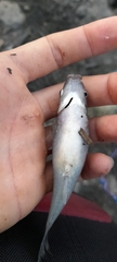Poecilia caucana