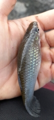 Poecilia caucana