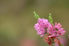 Erica verticillata