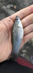 Poecilia caucana