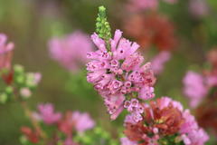 Erica verticillata