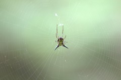 Micrathena raimondi