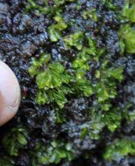 Hymenophyllum capense