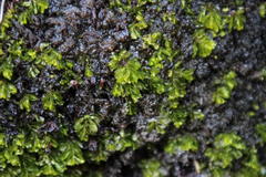 Hymenophyllum capense