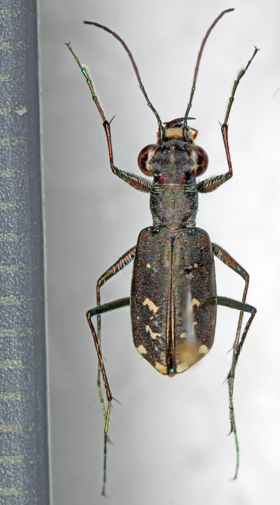 Cylindera dissimilis