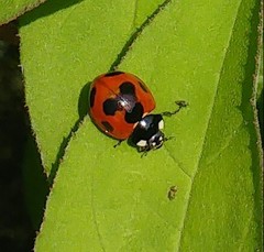 Coccinella septempunctata