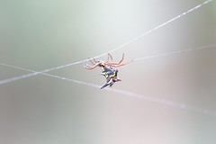 Micrathena raimondi