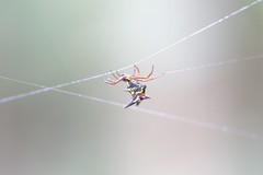 Micrathena raimondi