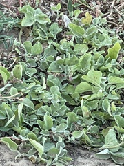 Physalis mollis