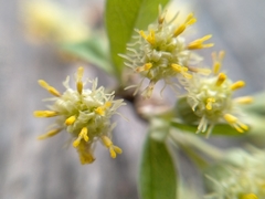 Olearia hectorii
