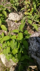 Coccinella septempunctata
