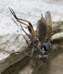 Eustalomyia vittipes