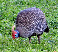 Numida meleagris mitratus