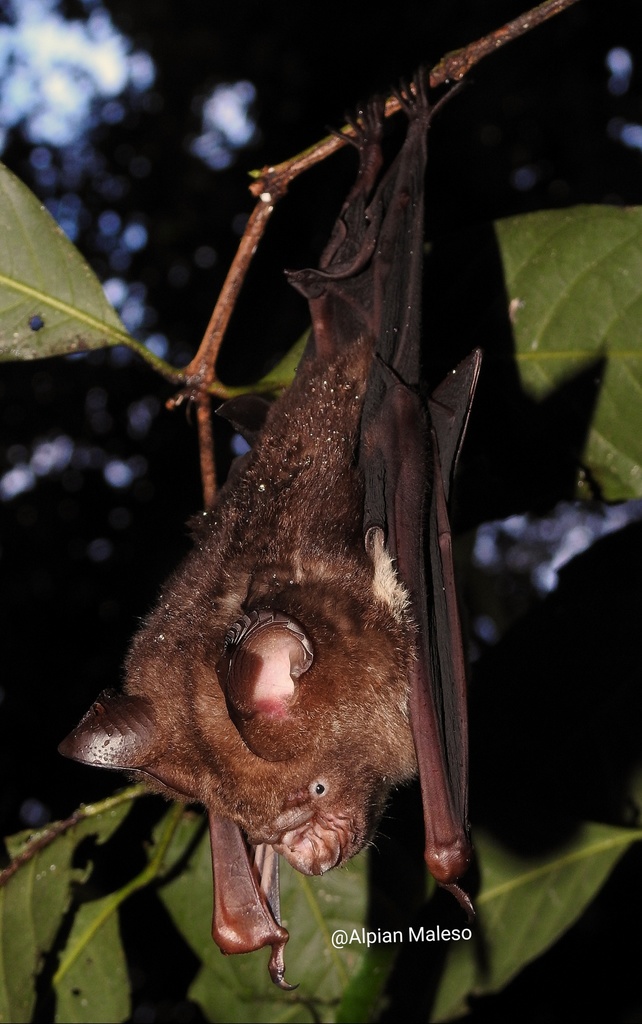Peleng Leaf-Nosed Bat