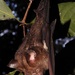 Peleng Roundleaf Bat - Photo (c) Alpian Maleso, some rights reserved (CC BY-NC), uploaded by Alpian Maleso