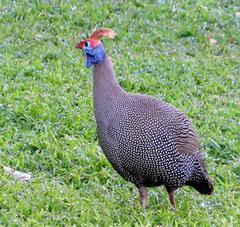 Numida meleagris mitratus