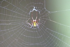 Micrathena raimondi