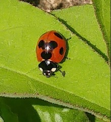 Coccinella septempunctata
