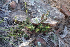 Cheilanthes sieberi sieberi