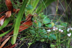 Disperis capensis brevicaudata