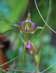 Disperis capensis brevicaudata