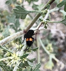 Dasymutilla ursus