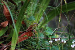 Disperis capensis brevicaudata