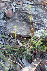 Cheilanthes sieberi sieberi