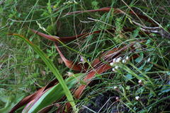 Disperis capensis brevicaudata