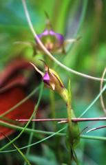 Disperis capensis brevicaudata