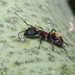 Camponotus rubrithorax - Photo (c) Barry Sullender, algunos derechos reservados (CC BY-NC), subido por Barry Sullender