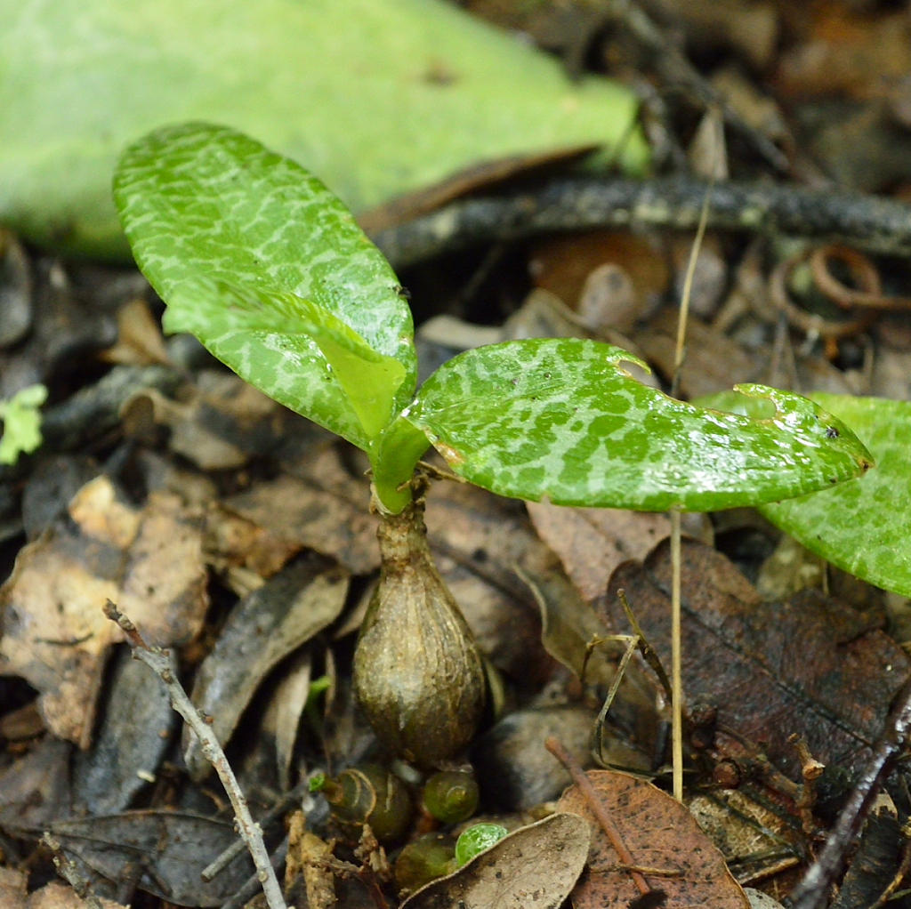 Imagem de Planta-pérola