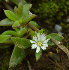 Delosperma ecklonis