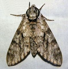 Ceratomia sonorensis