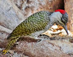 Campethera abingoni abingoni