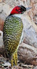 Campethera abingoni abingoni