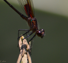 Hetaerina cruentata
