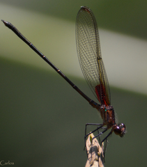 Hetaerina cruentata
